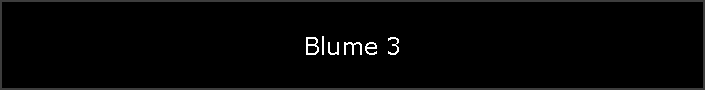 Blume 3