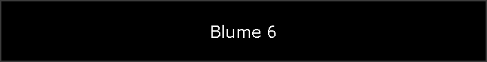 Blume 6